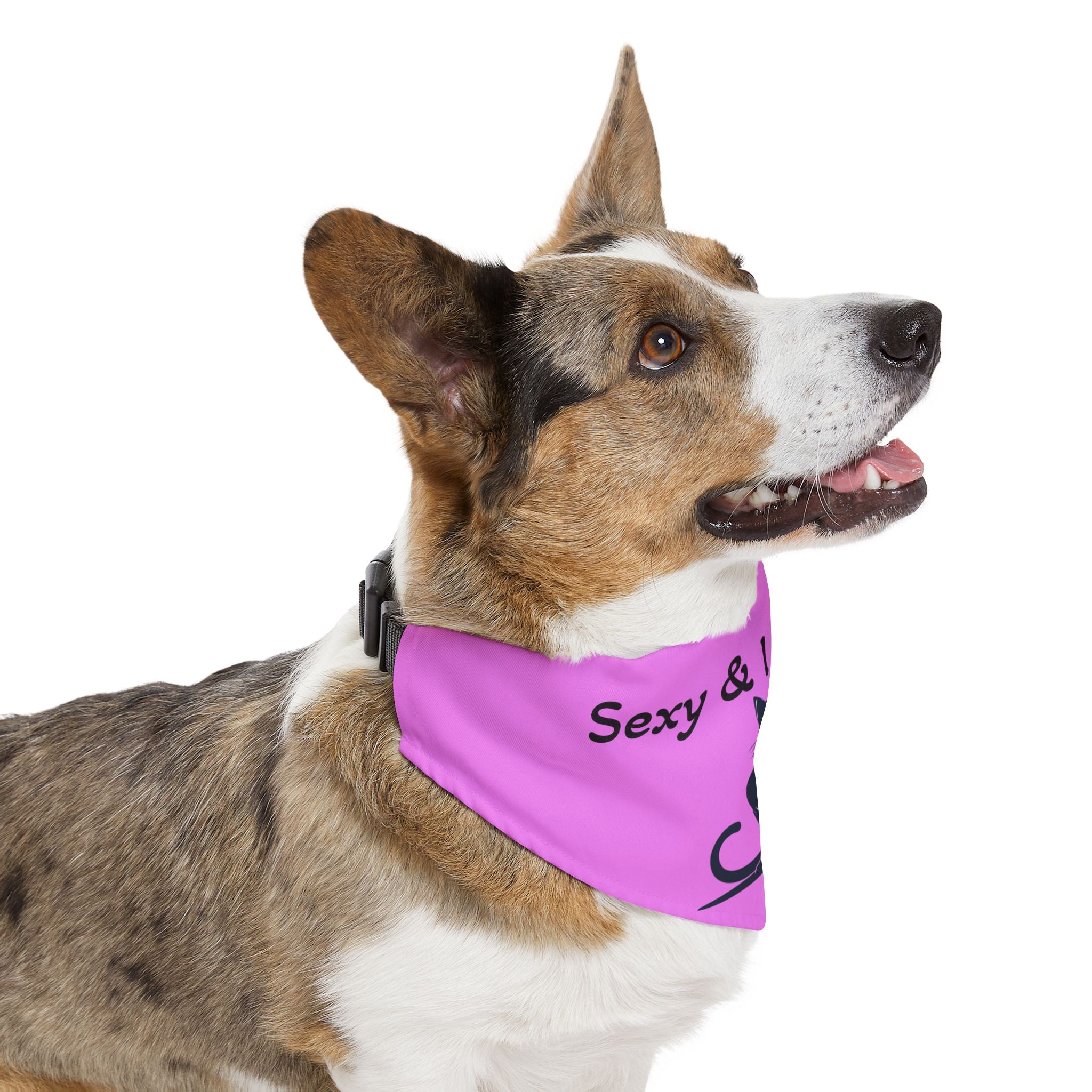 Pet Bandana Collar — "Sexy & I Know It!"