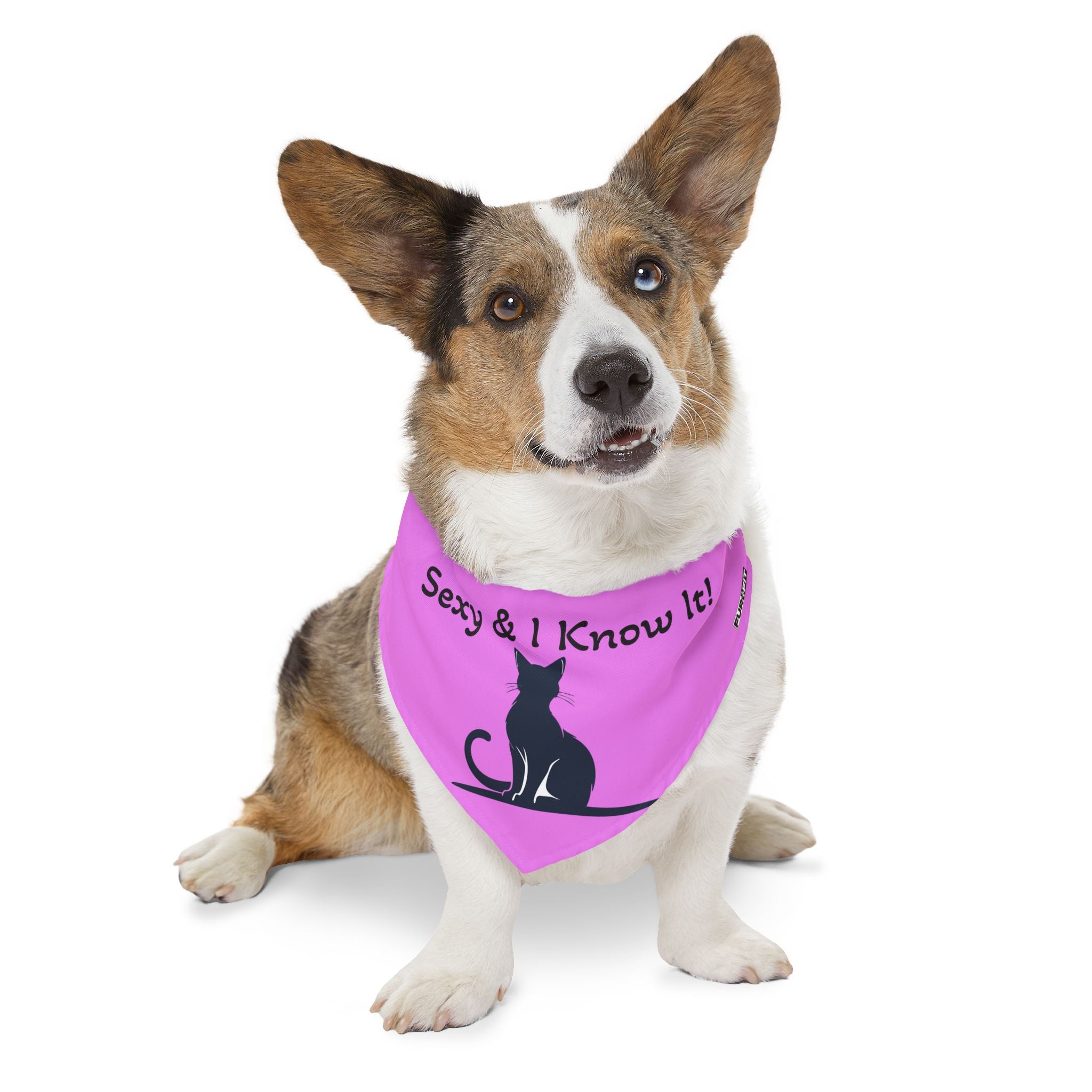 Pet Bandana Collar — "Sexy & I Know It!"